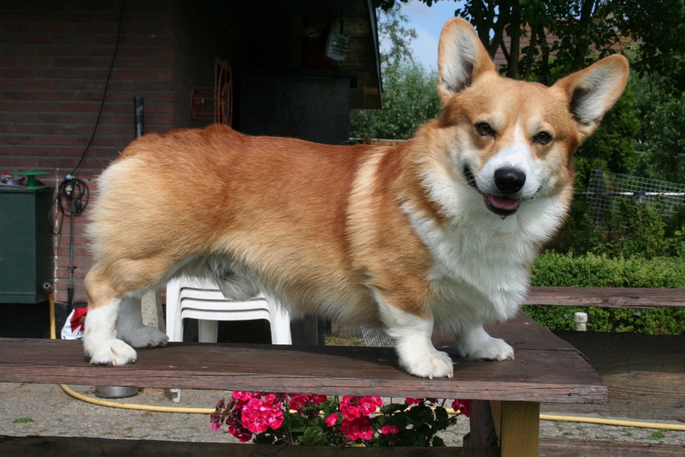 Reuben